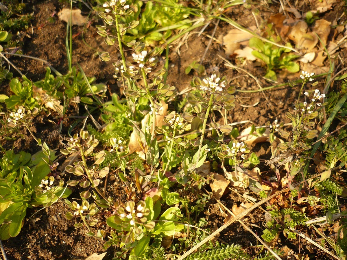 Microthlaspi perfoliatum (Brassicaceae)